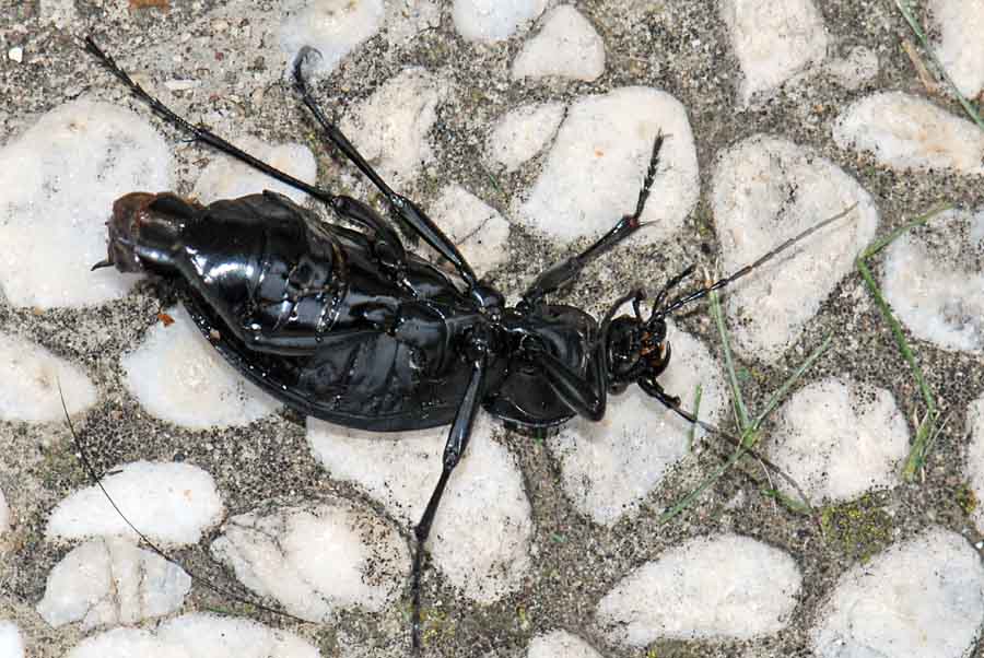 Carabidae di 4,3 cm.: Carabus coriaceus schiacciato